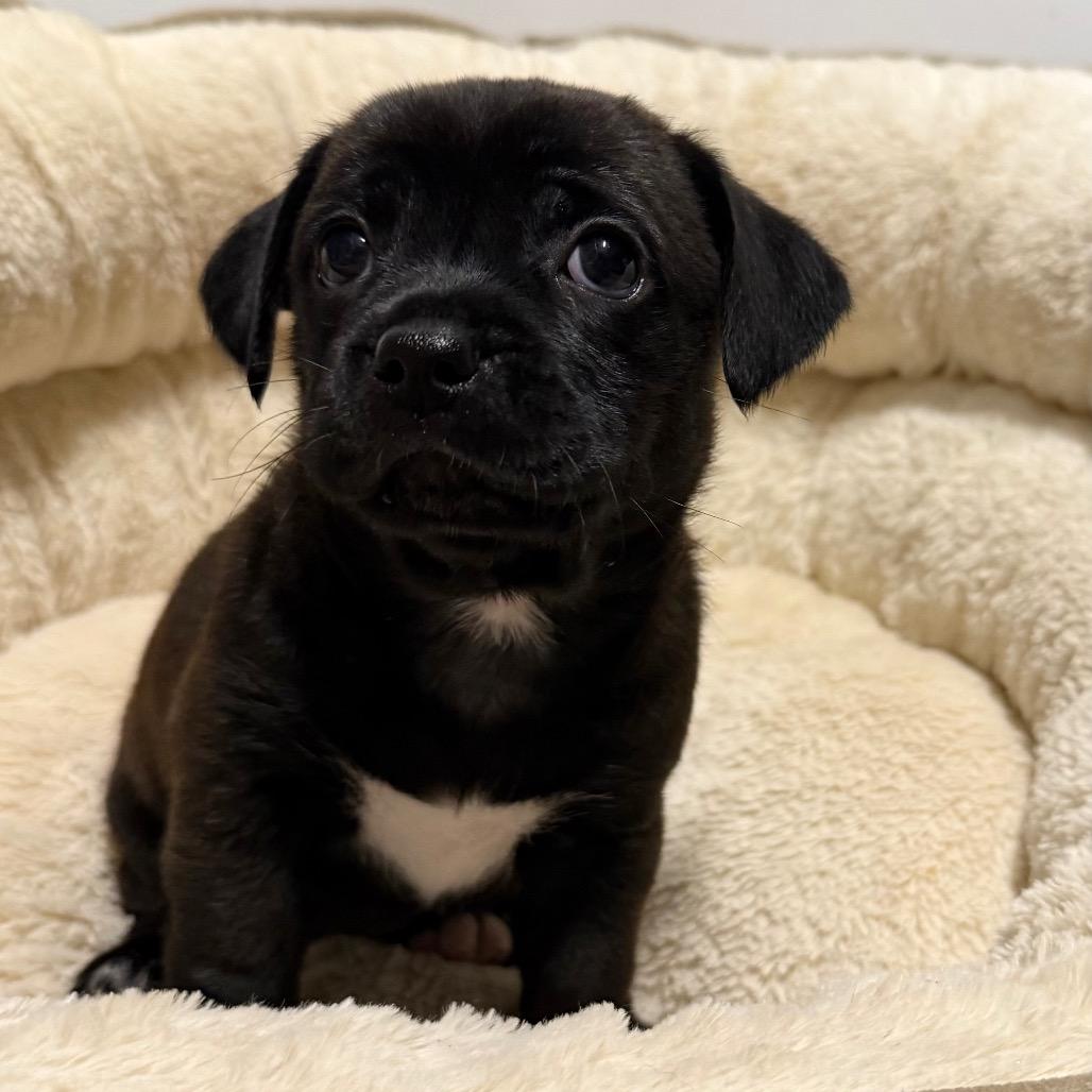Enlarge Jazz, a Adoptable mixed breed in Cedar Park, TX image 2/6
