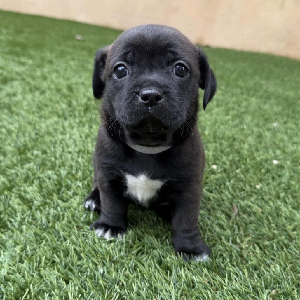 Enlarge Jazz, a Adoptable mixed breed in Cedar Park, TX image 3/6