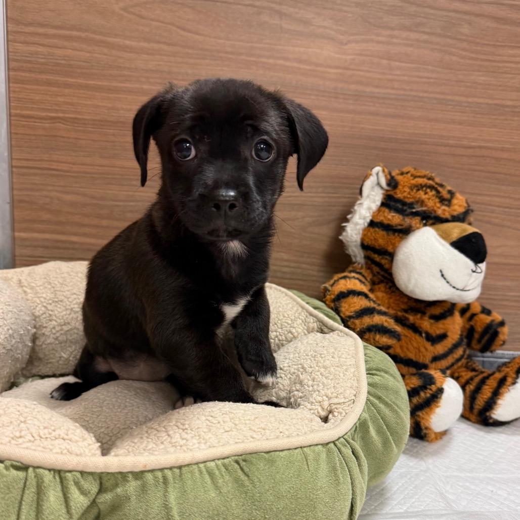 Enlarge Jazz, a Adoptable mixed breed in Cedar Park, TX image 5/6