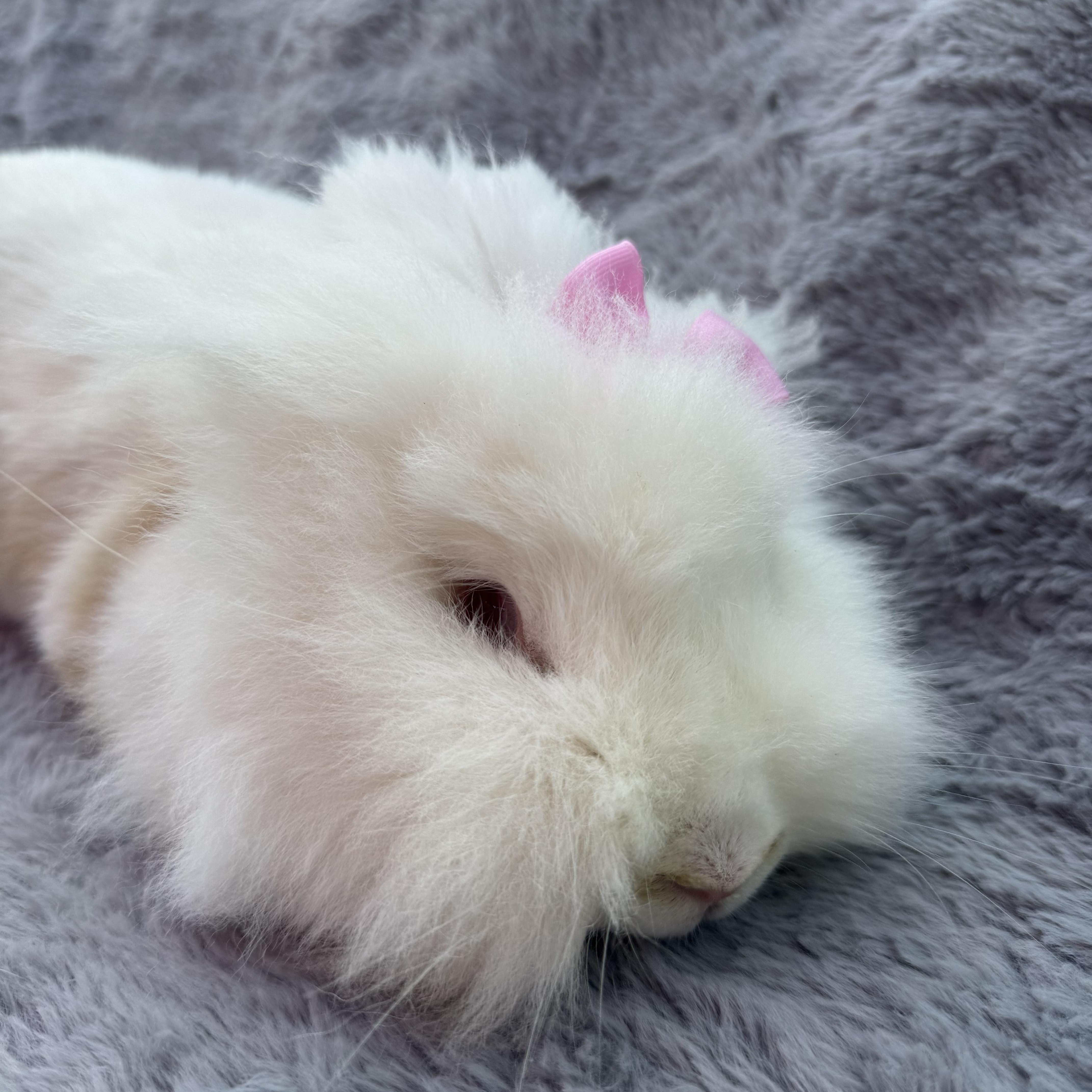 Sprout, a Adoptable Lionhead in North Little Rock, AR image 2/4