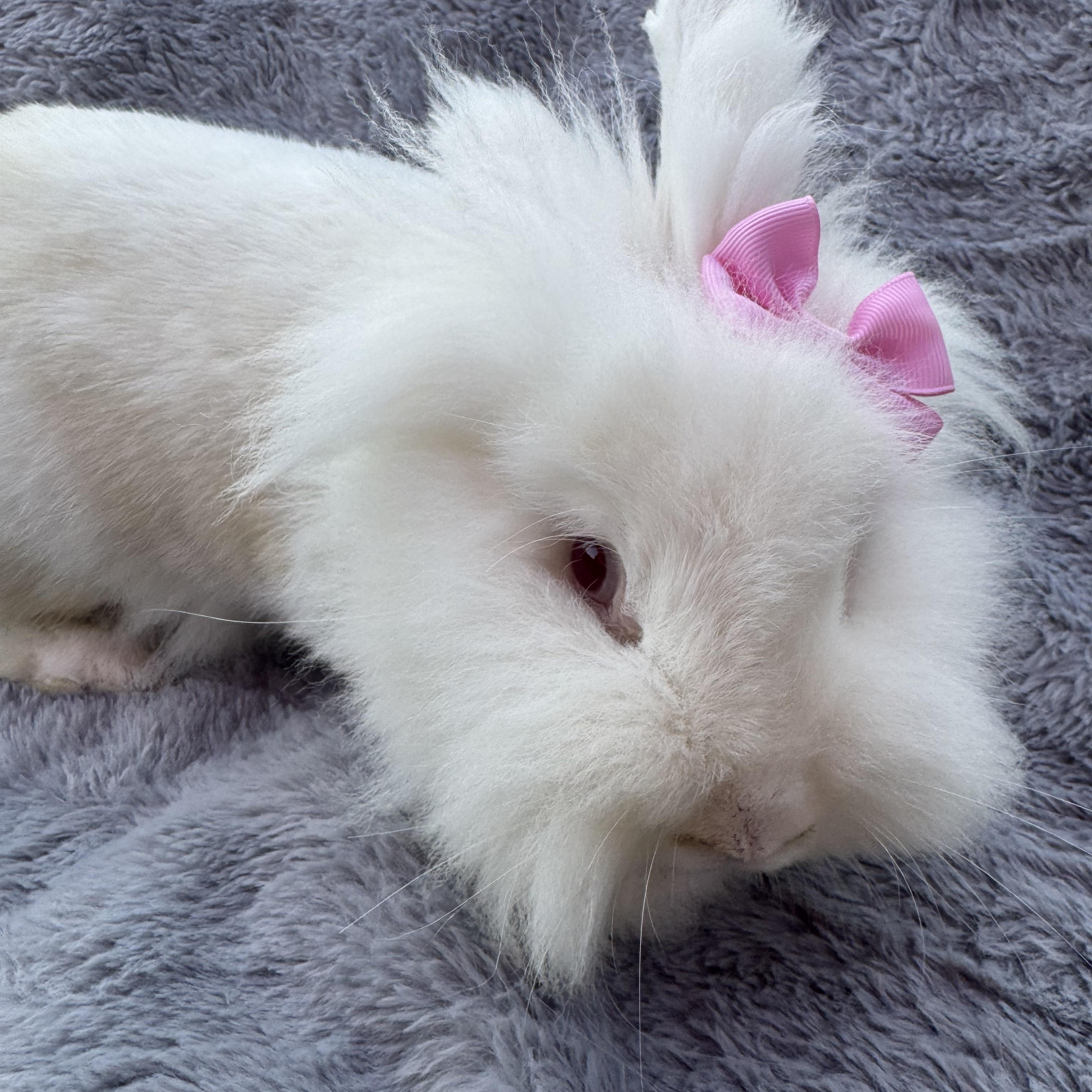 Sprout, a Adoptable Lionhead in North Little Rock, AR image 3/4