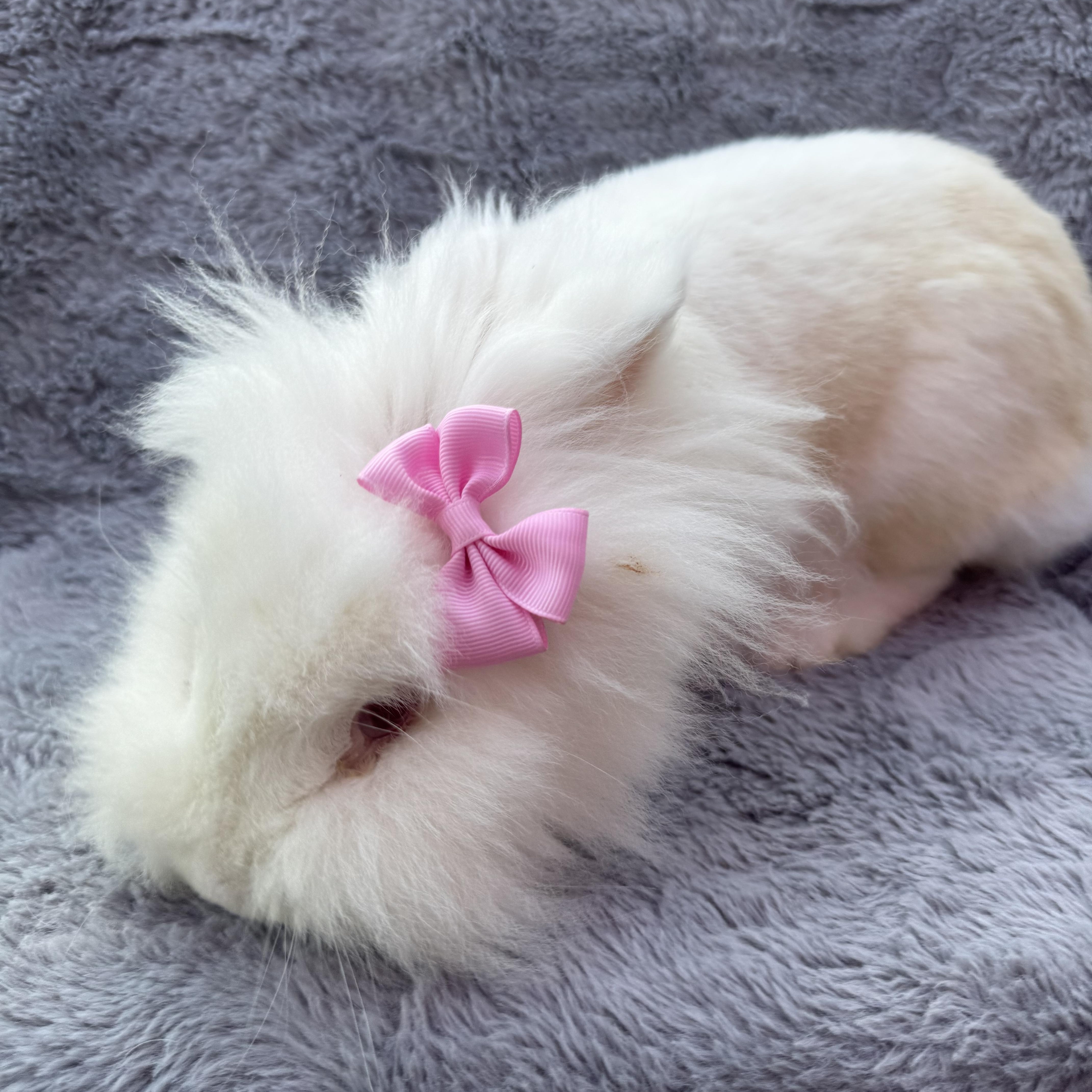 Sprout, a Adoptable Lionhead in North Little Rock, AR image 4/4