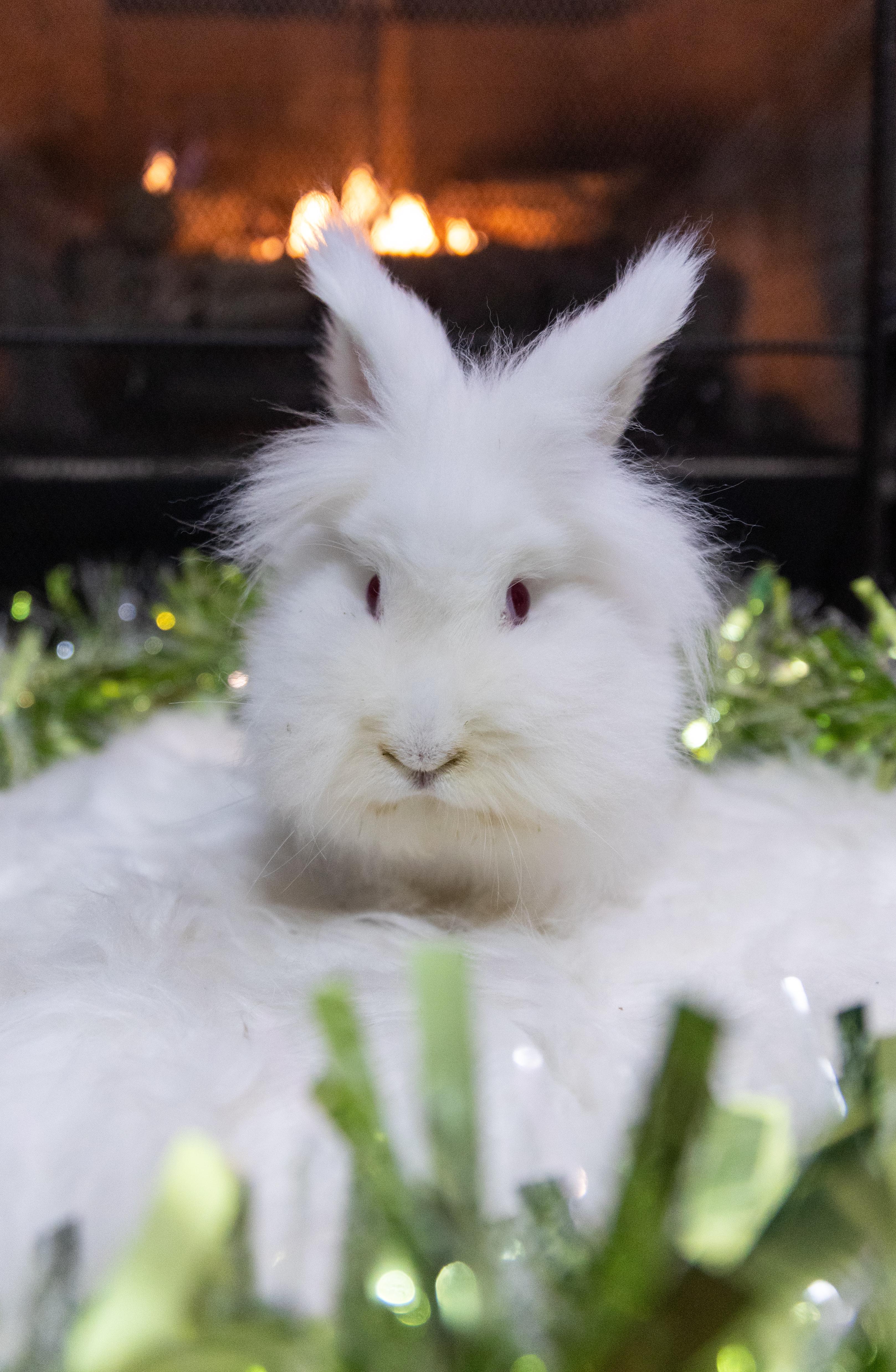 Sprout, a Adoptable Lionhead in North Little Rock, AR image 1/4