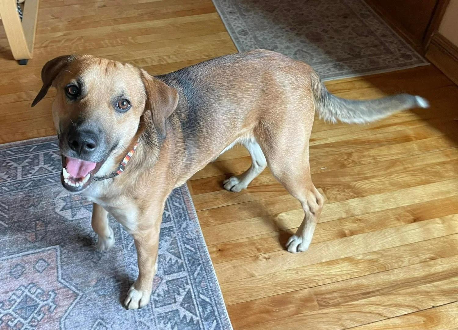 Enlarge Buddy, a ADOPTABLE Mixed Breed in De Pere, WI image 3/3