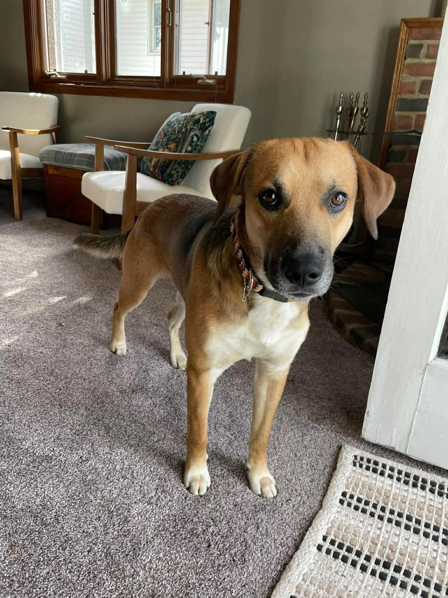 Enlarge Buddy, a ADOPTABLE Mixed Breed in De Pere, WI image 2/3