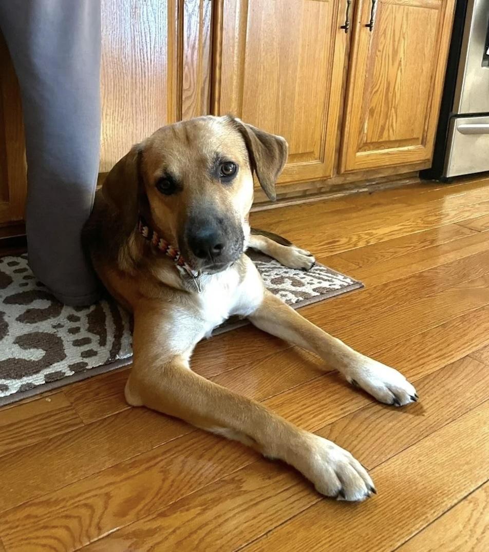 Buddy, ADOPTABLE, Adult Male Mixed Breed.