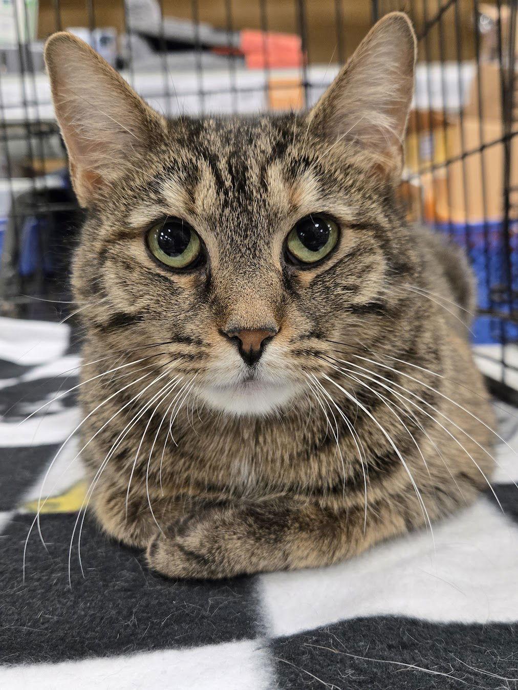 Whimsy, Adoptable, Adult Female Domestic Medium Hair & Tortoiseshell.