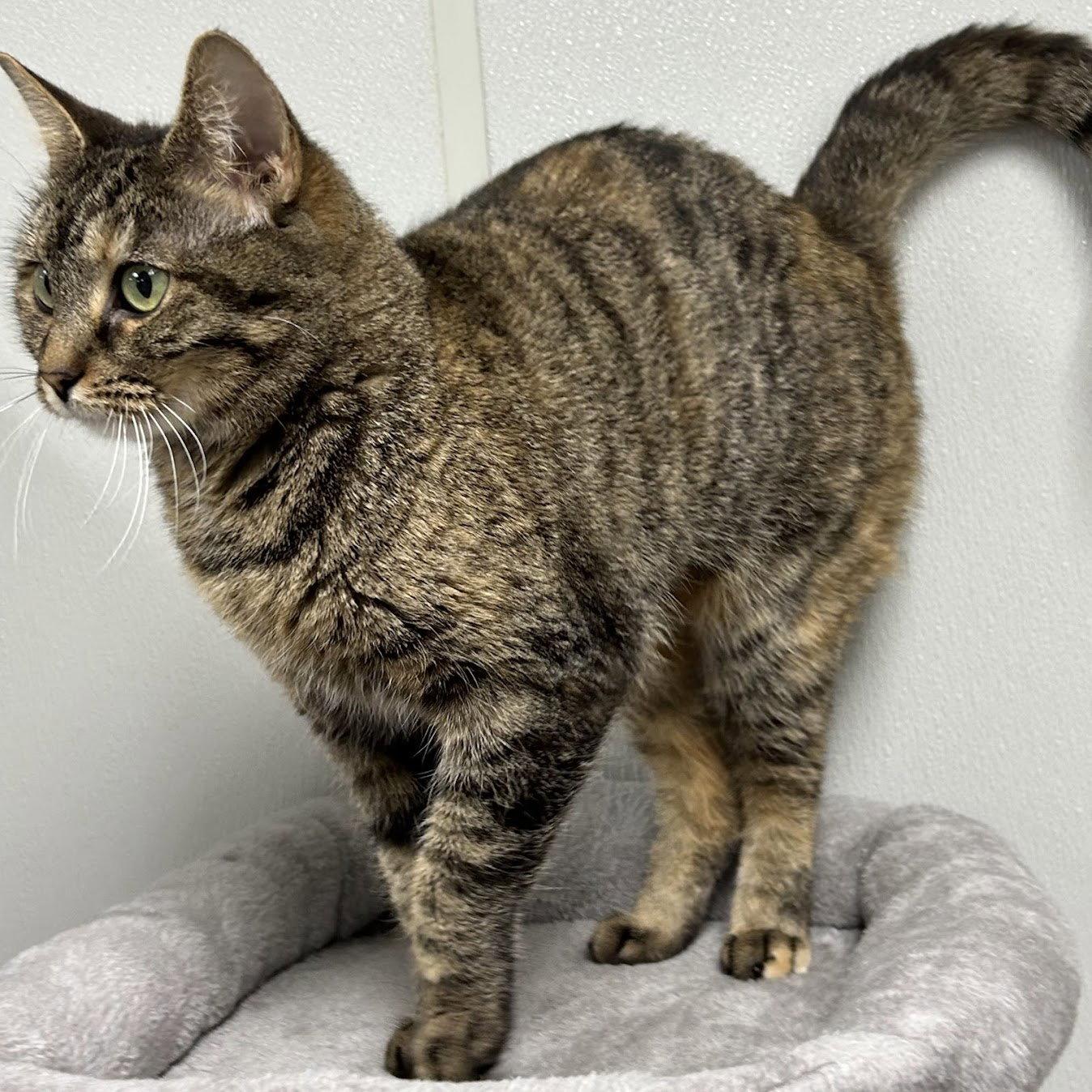 Whimsy, a Adoptable mixed breed in Norwood, OH image 2/3