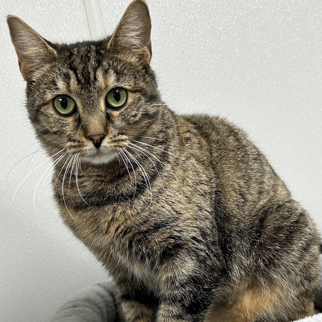 Whimsy, a Adoptable mixed breed in Norwood, OH image 3/3