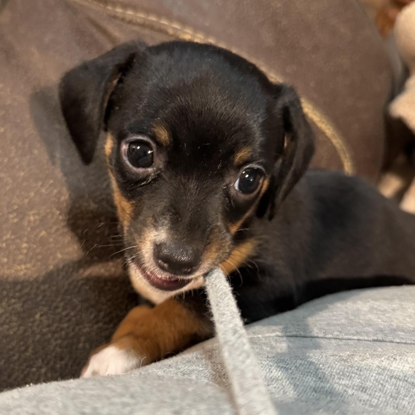 Enlarge Addison , an adopted mixed breed in Pelham, NH image 2/6