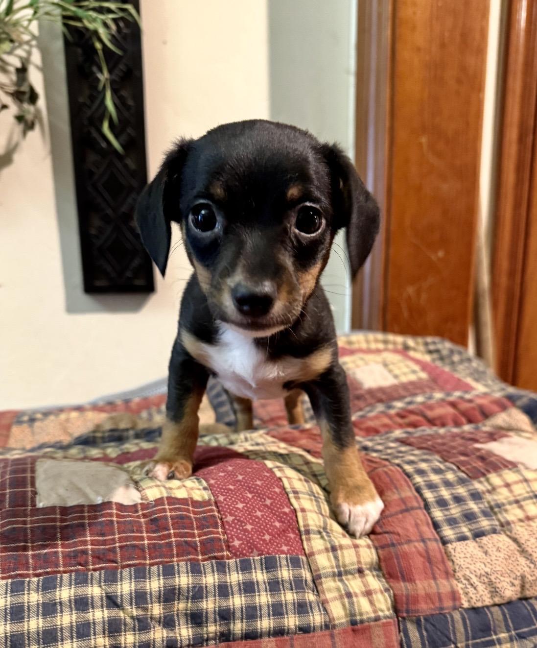 Enlarge Addison , an adopted mixed breed in Pelham, NH image 6/6