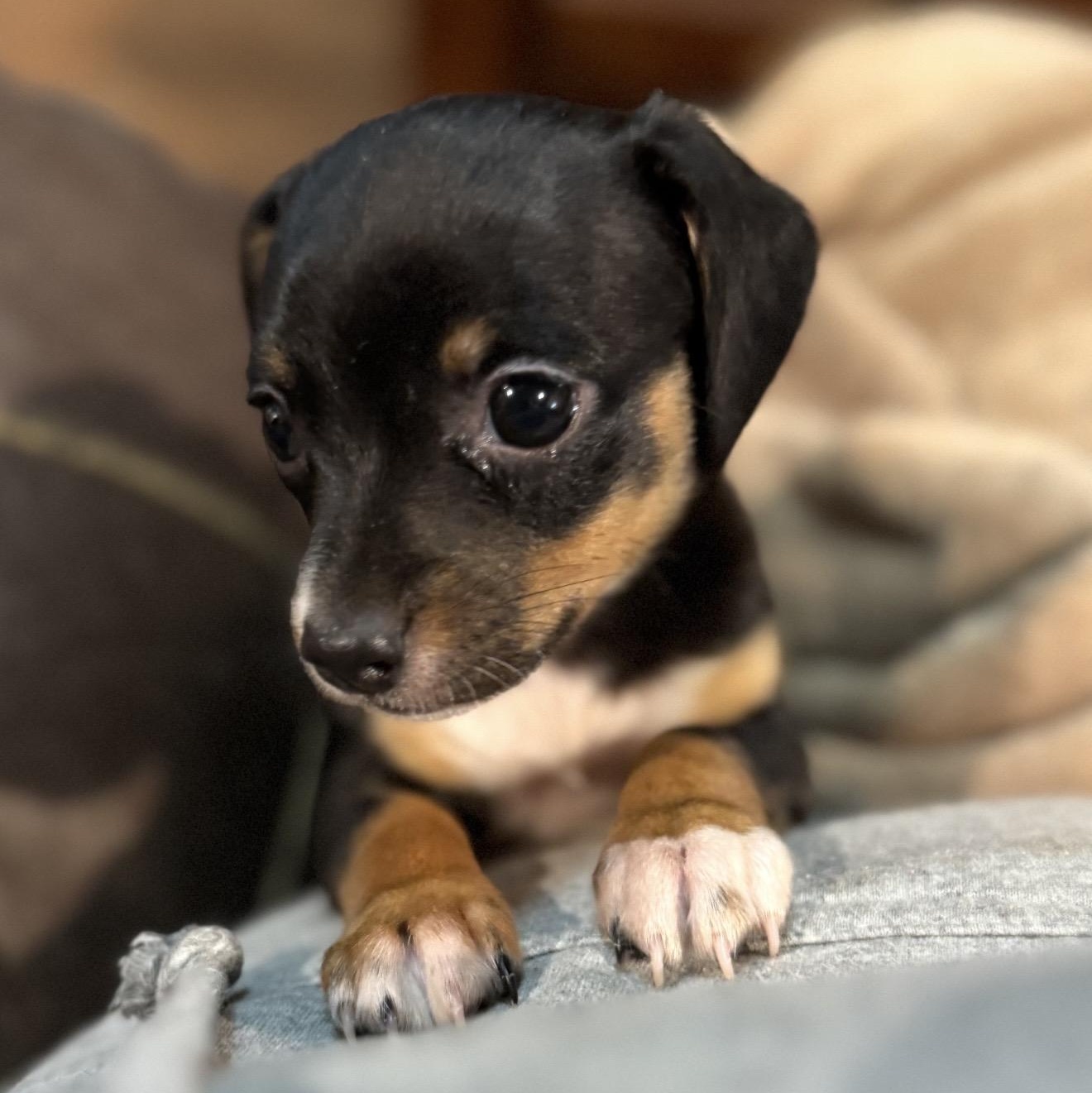 Enlarge Addison , an adopted mixed breed in Pelham, NH image 3/6