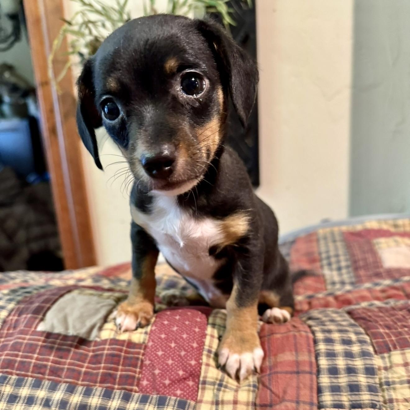 Enlarge Addison , an adopted mixed breed in Pelham, NH image 4/6