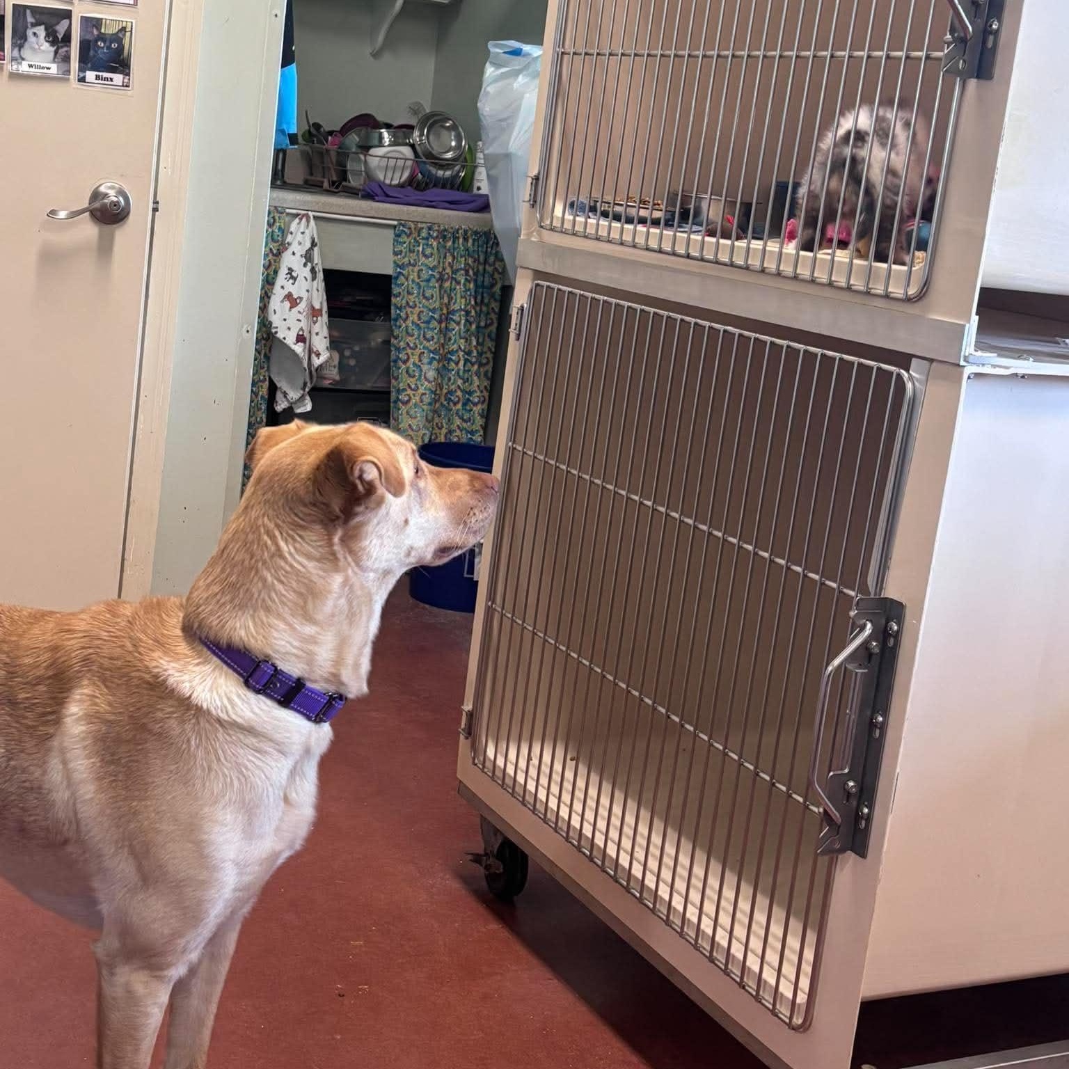 Ariel, an adopted mixed breed in Tioga, PA image 4/5