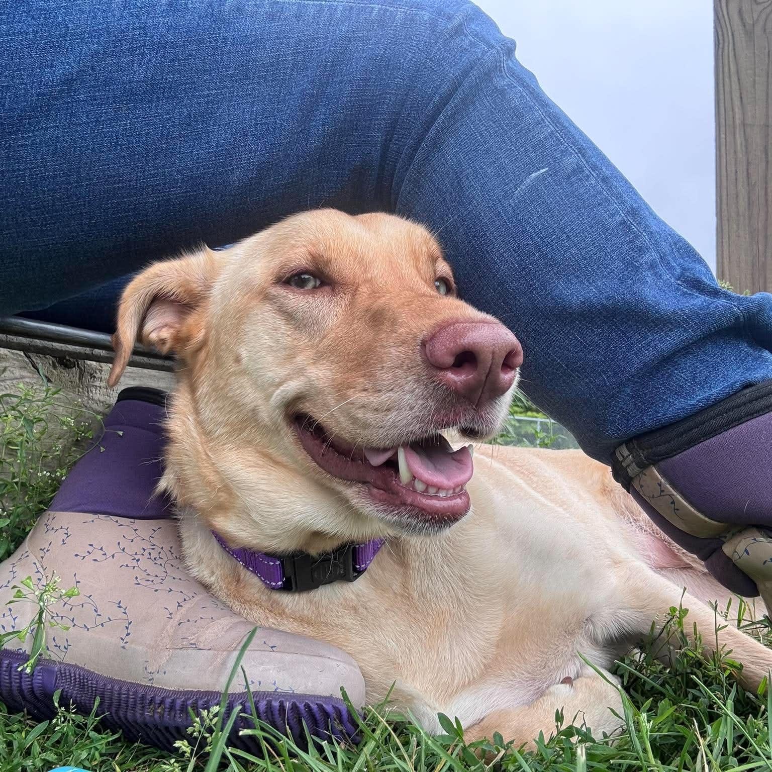 Ariel, an adopted mixed breed in Tioga, PA image 5/5