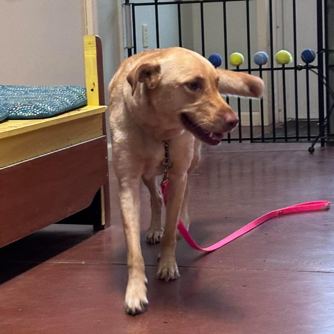 Ariel, an adopted mixed breed in Tioga, PA image 3/5