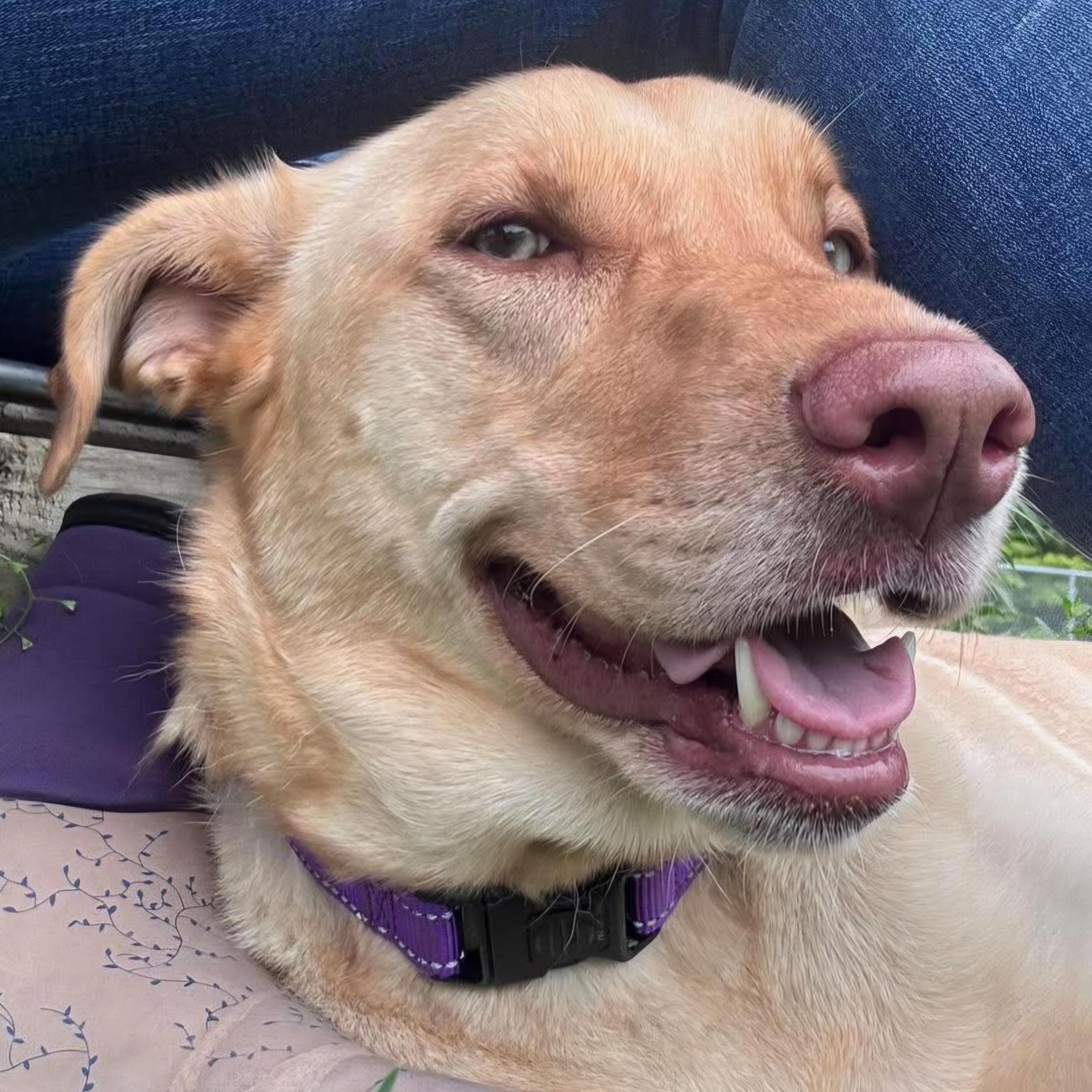 Ariel, adopted, Young Female Labrador Retriever.