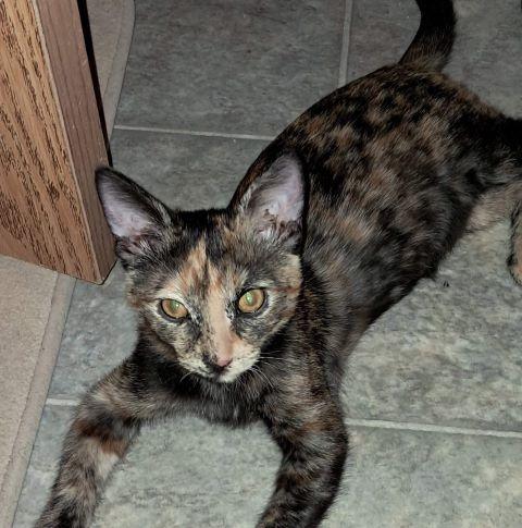 Zibble, Adoptable, Kitten Female Domestic Short Hair.