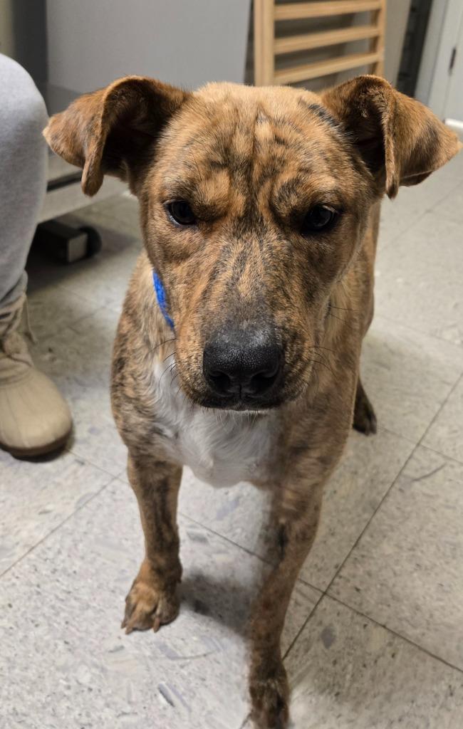 Lady A, a Adoptable mixed breed in Sandusky, OH image 1/5