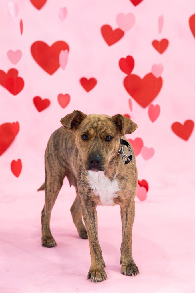 Lady A, a Adoptable mixed breed in Sandusky, OH image 2/5
