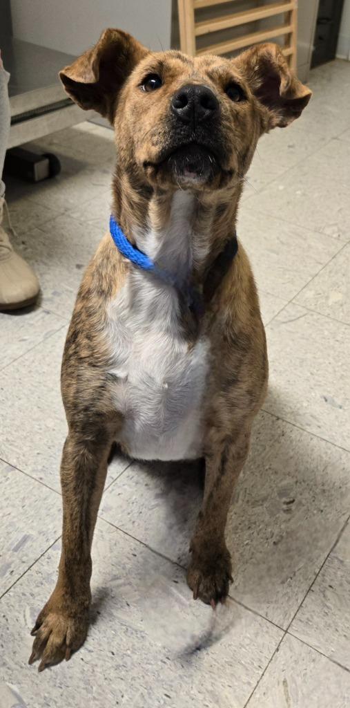 Lady A, a Adoptable mixed breed in Sandusky, OH image 3/5