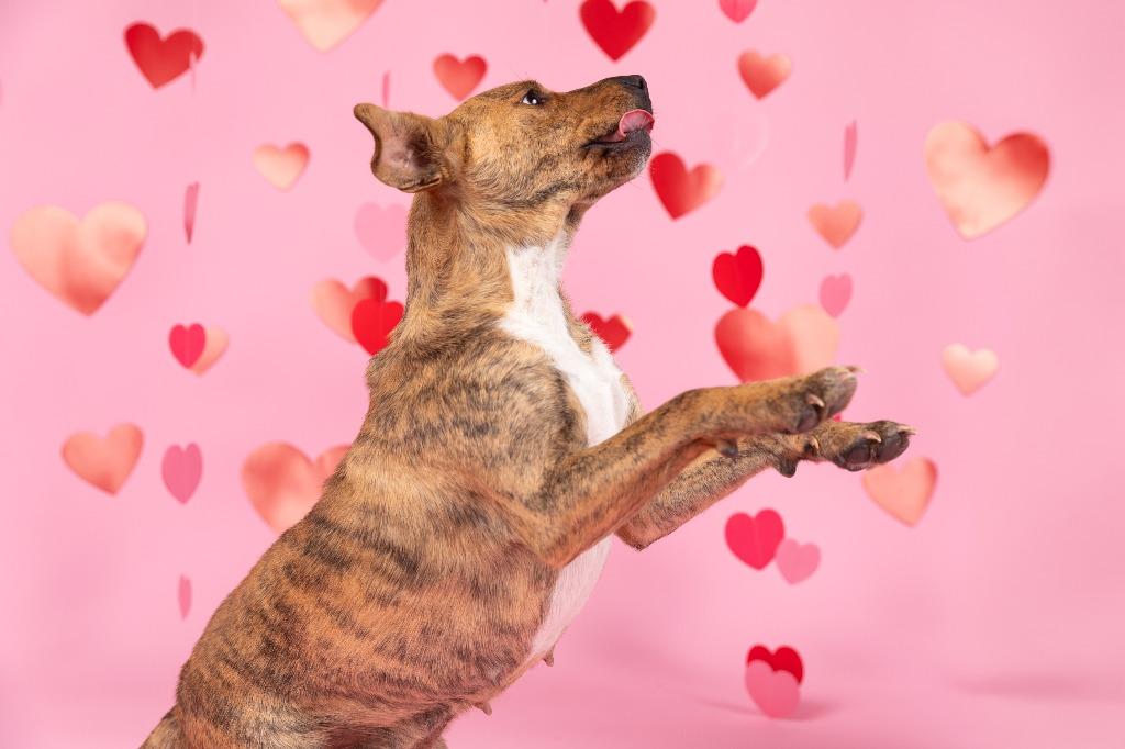 Lady A, a Adoptable mixed breed in Sandusky, OH image 4/5