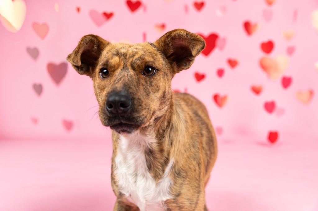 Lady A, a Adoptable mixed breed in Sandusky, OH image 5/5