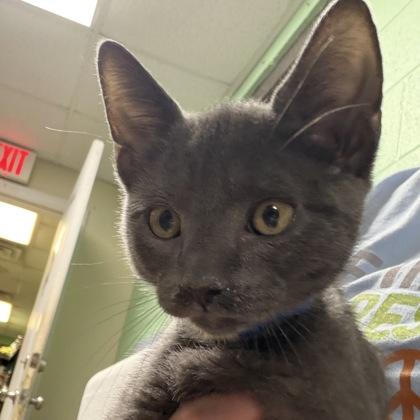 Enlarge Harry, an adopted Domestic Short Hair in North Myrtle Beach, SC image 2/5