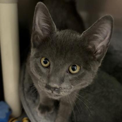 Enlarge Harry, an adopted Domestic Short Hair in North Myrtle Beach, SC image 5/5