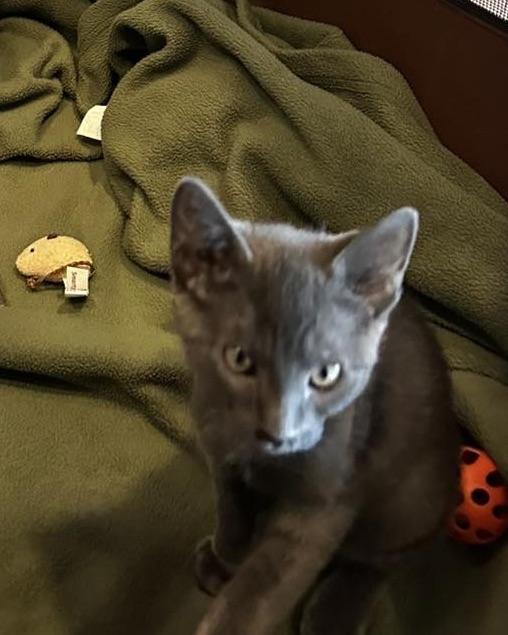 Enlarge Harry, an adopted Domestic Short Hair in North Myrtle Beach, SC image 4/5