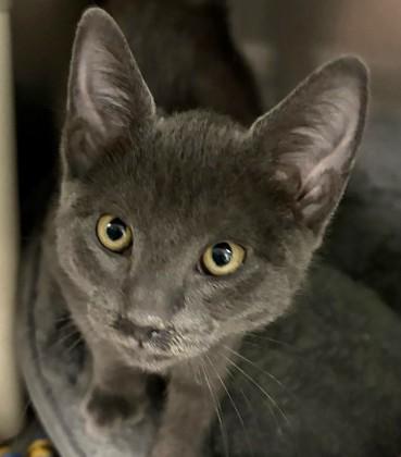 Harry, adopted, Young Male Domestic Short Hair.