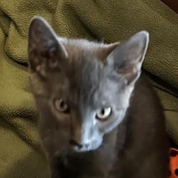 Enlarge Harry, an adopted Domestic Short Hair in North Myrtle Beach, SC image 3/5