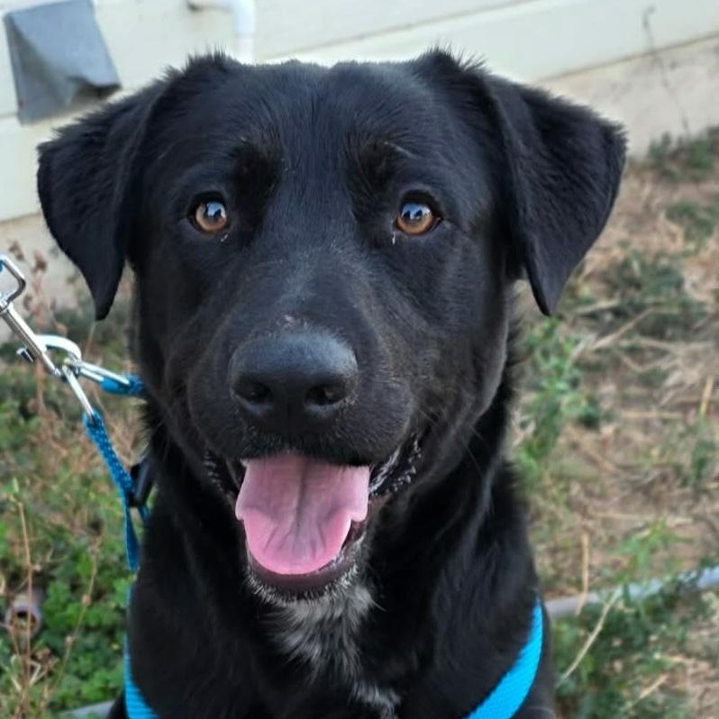 Arlo, adopted, Young Male Black Labrador Retriever.