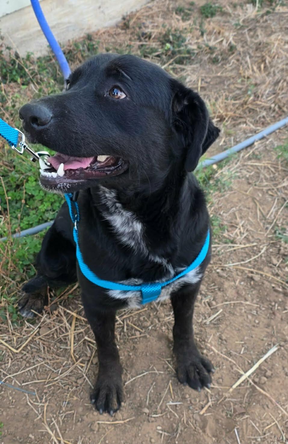 Enlarge Arlo, an adopted mixed breed in Paramus, NJ image 4/5