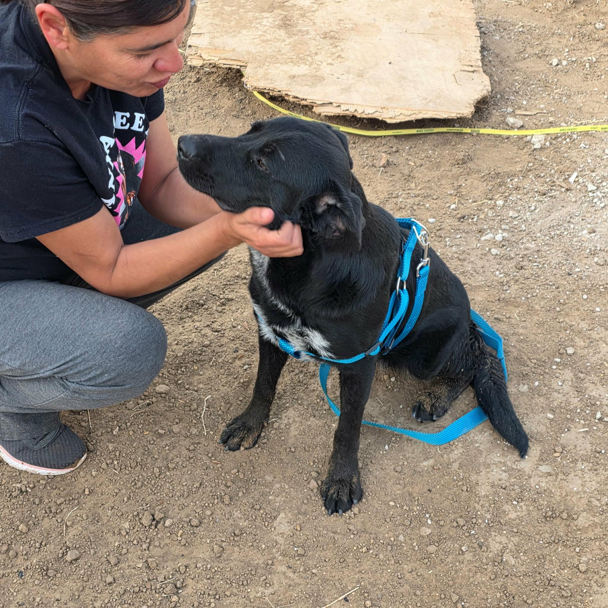 Enlarge Arlo, an adopted mixed breed in Paramus, NJ image 5/5