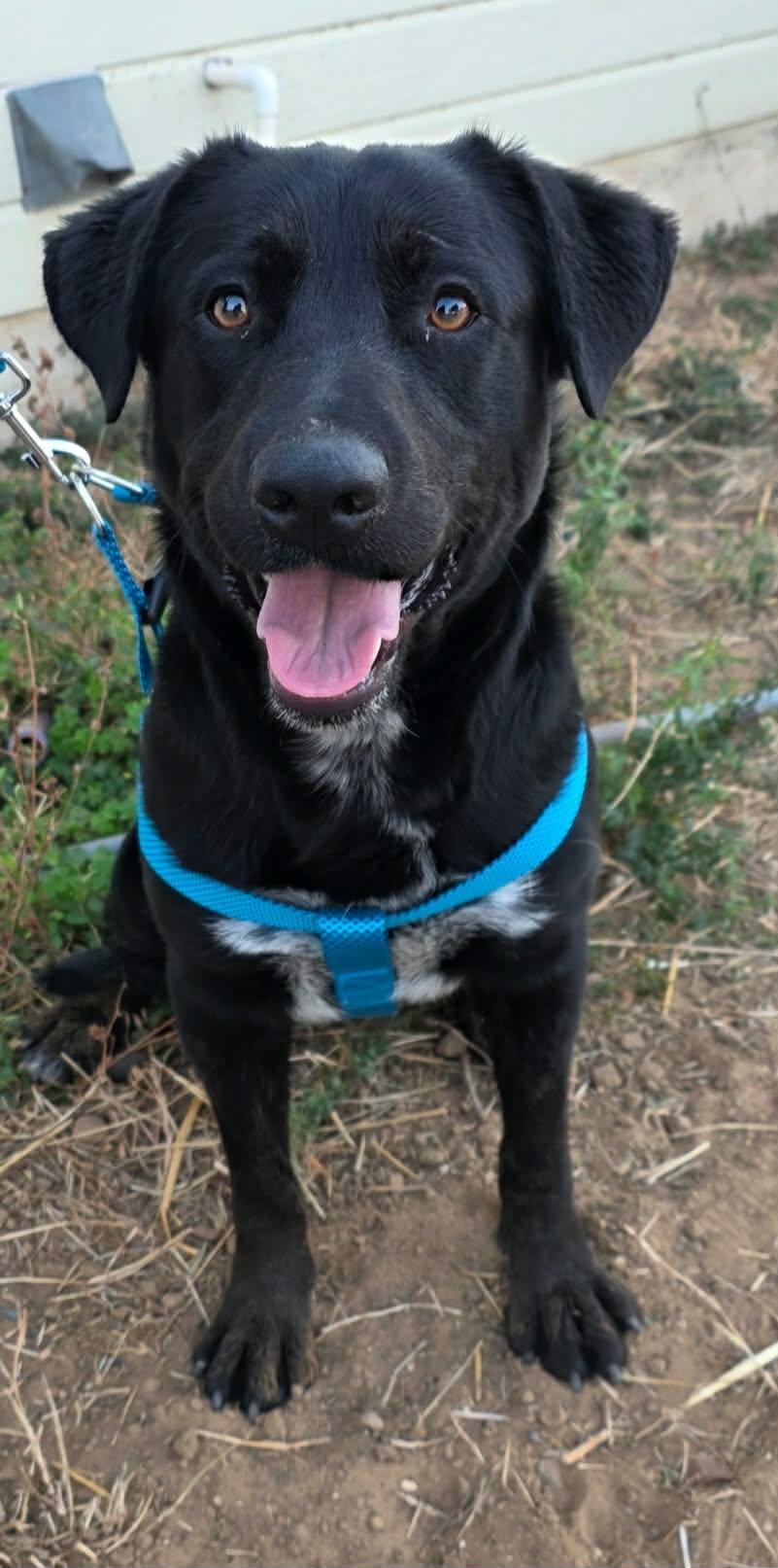 Enlarge Arlo, an adopted mixed breed in Paramus, NJ image 2/5