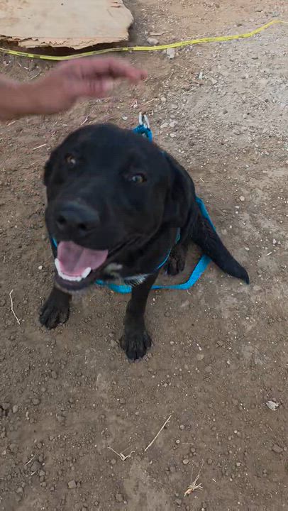 Enlarge Arlo, an adopted mixed breed in Paramus, NJ video 3/5