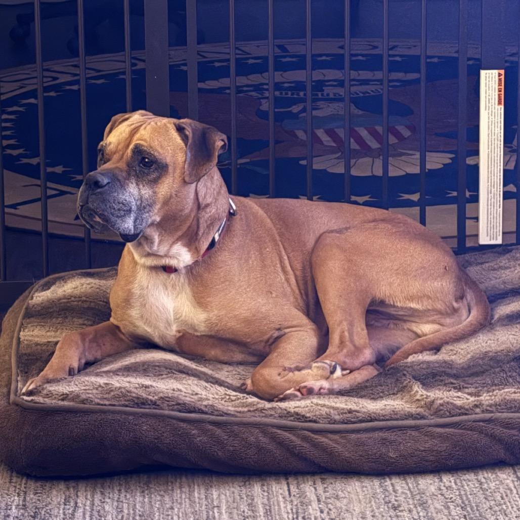 Harley — thumbnail 2