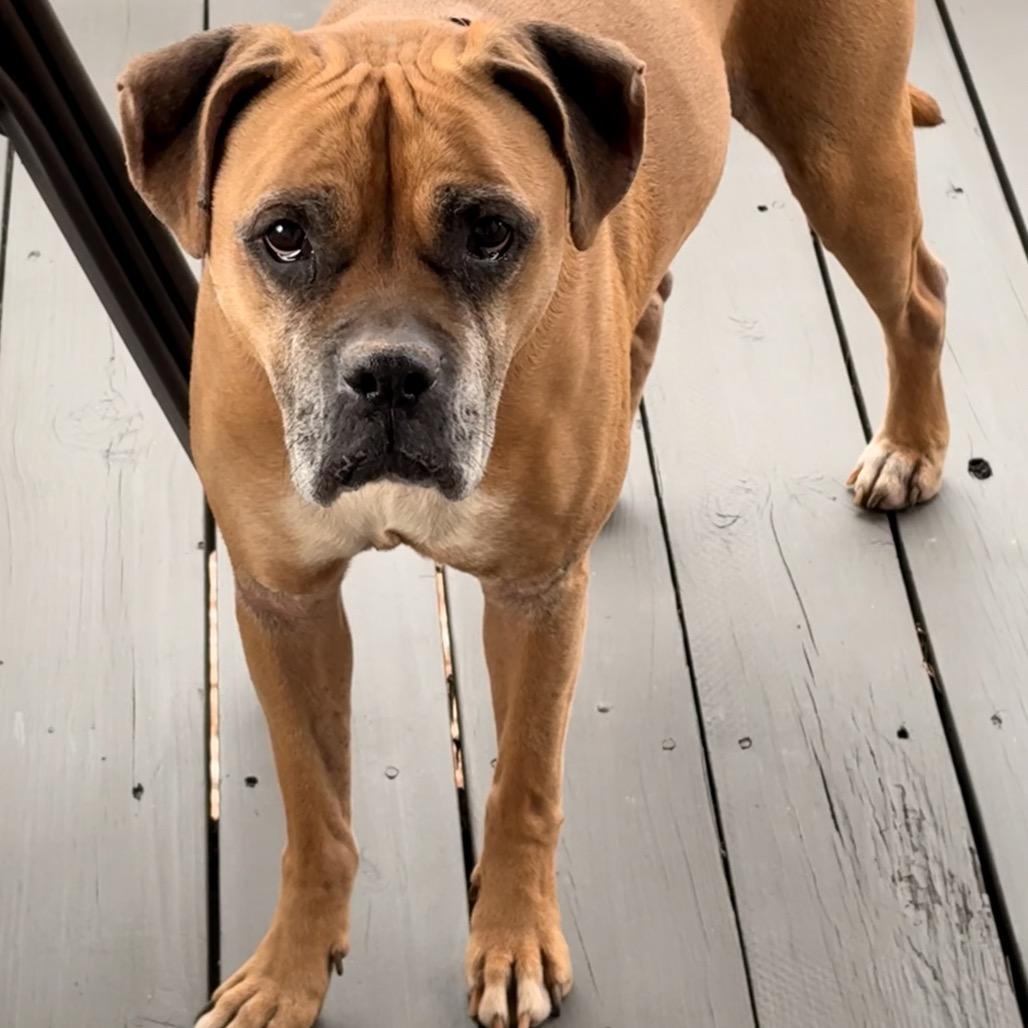 Harley — thumbnail 3