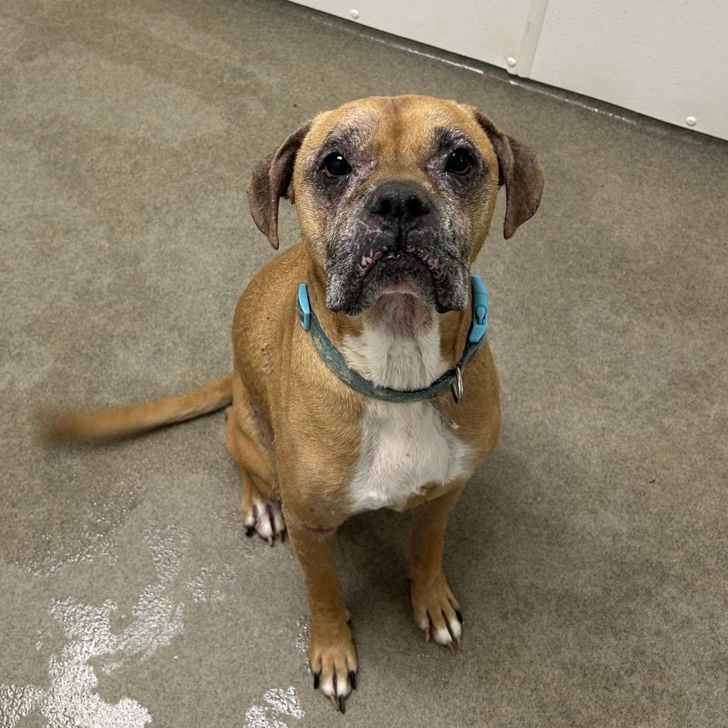 Harley — thumbnail 4