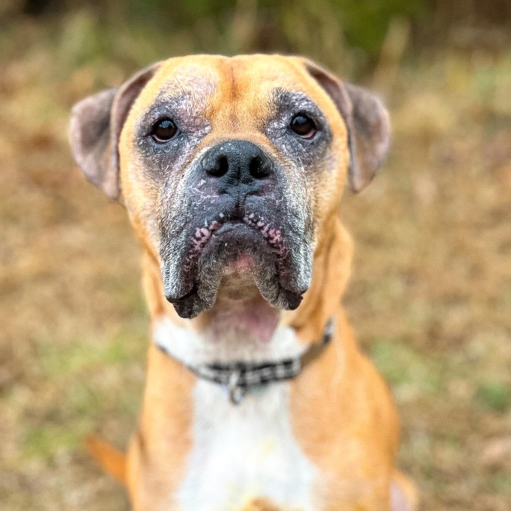 Harley — thumbnail 5