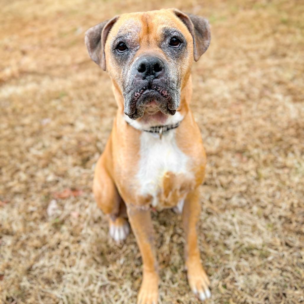 Harley — thumbnail 6