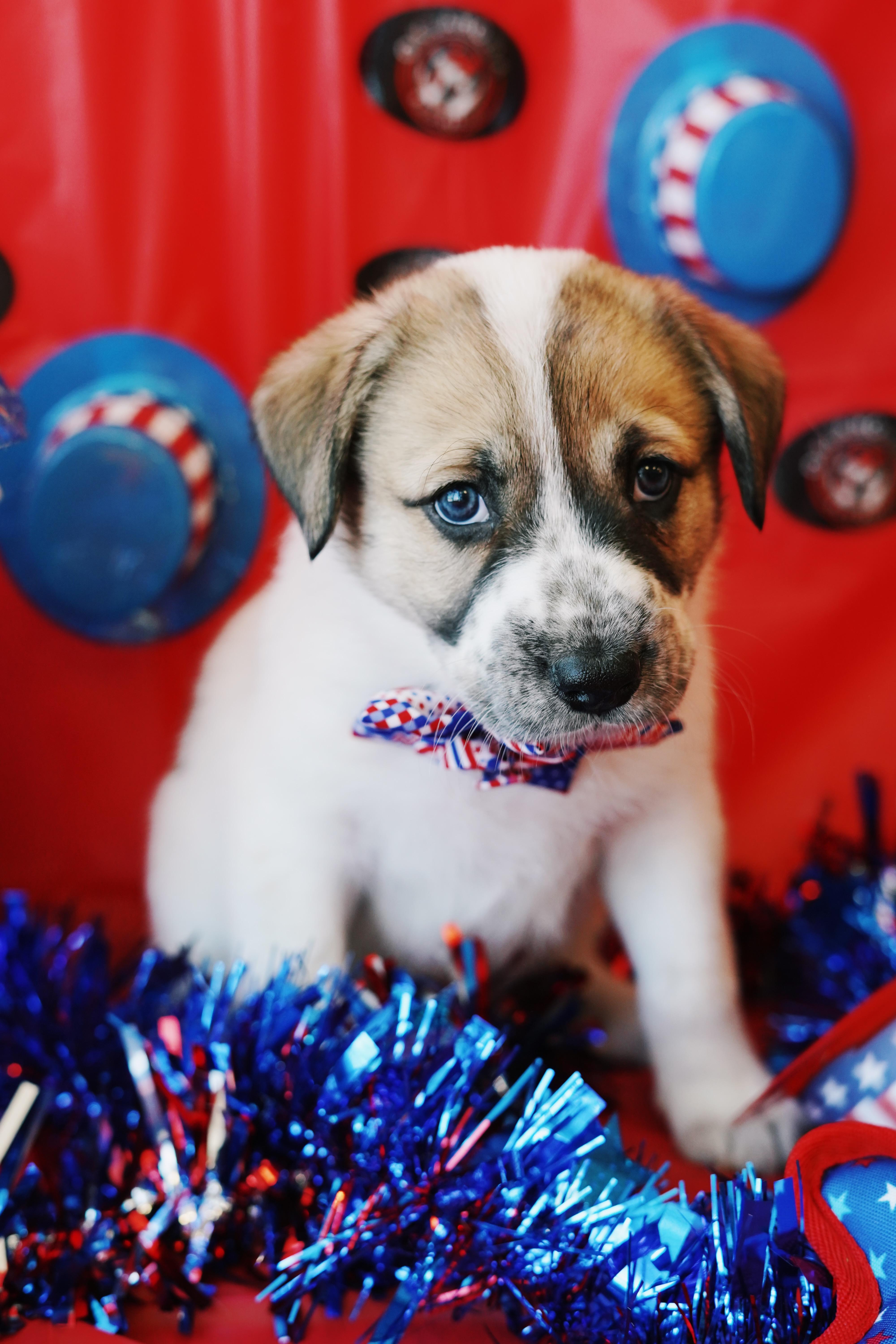July, Baby Female Australian Cattle Dog / Blue Heeler