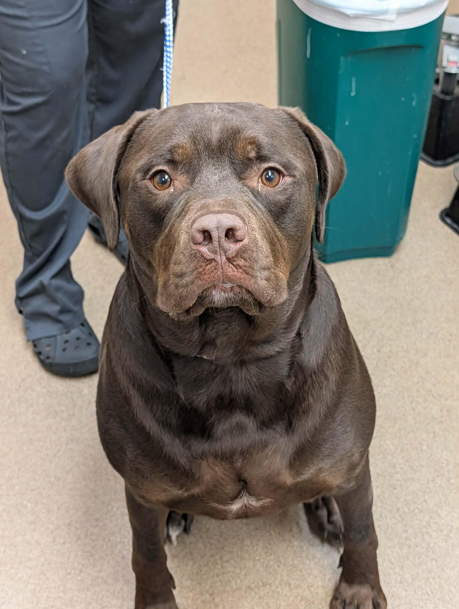 Enlarge Hershey, a Adopted mixed breed in Chambersburg, PA image 3/3