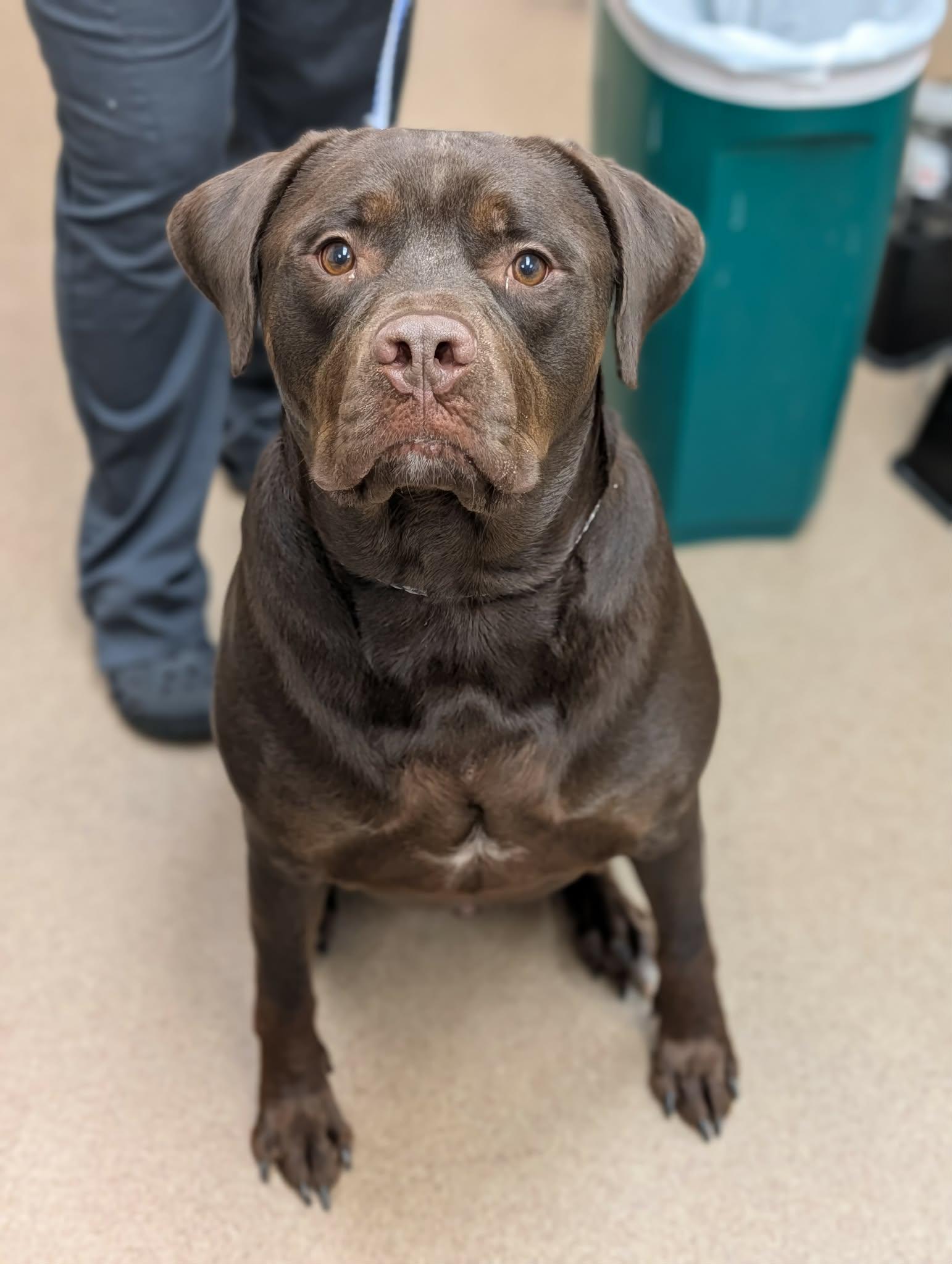 Hershey, Adopted, Adult Male Labrador Retriever.