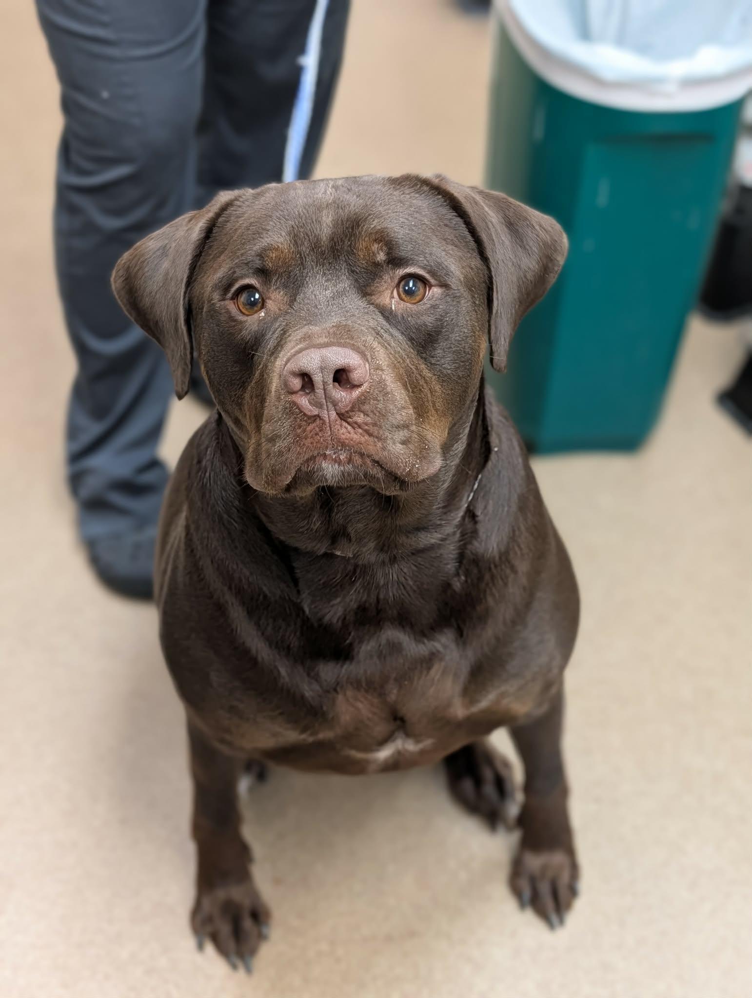 Enlarge Hershey, a Adopted mixed breed in Chambersburg, PA image 2/3