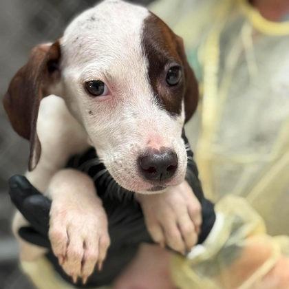 Sweet Tea, Adoptable, Puppy Female Hound & Mixed Breed.
