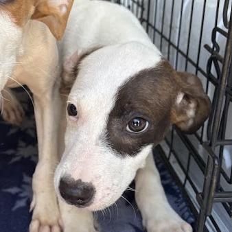 Enlarge Sweet Tea, a Adoptable mixed breed in North Charleston, SC image 2/2