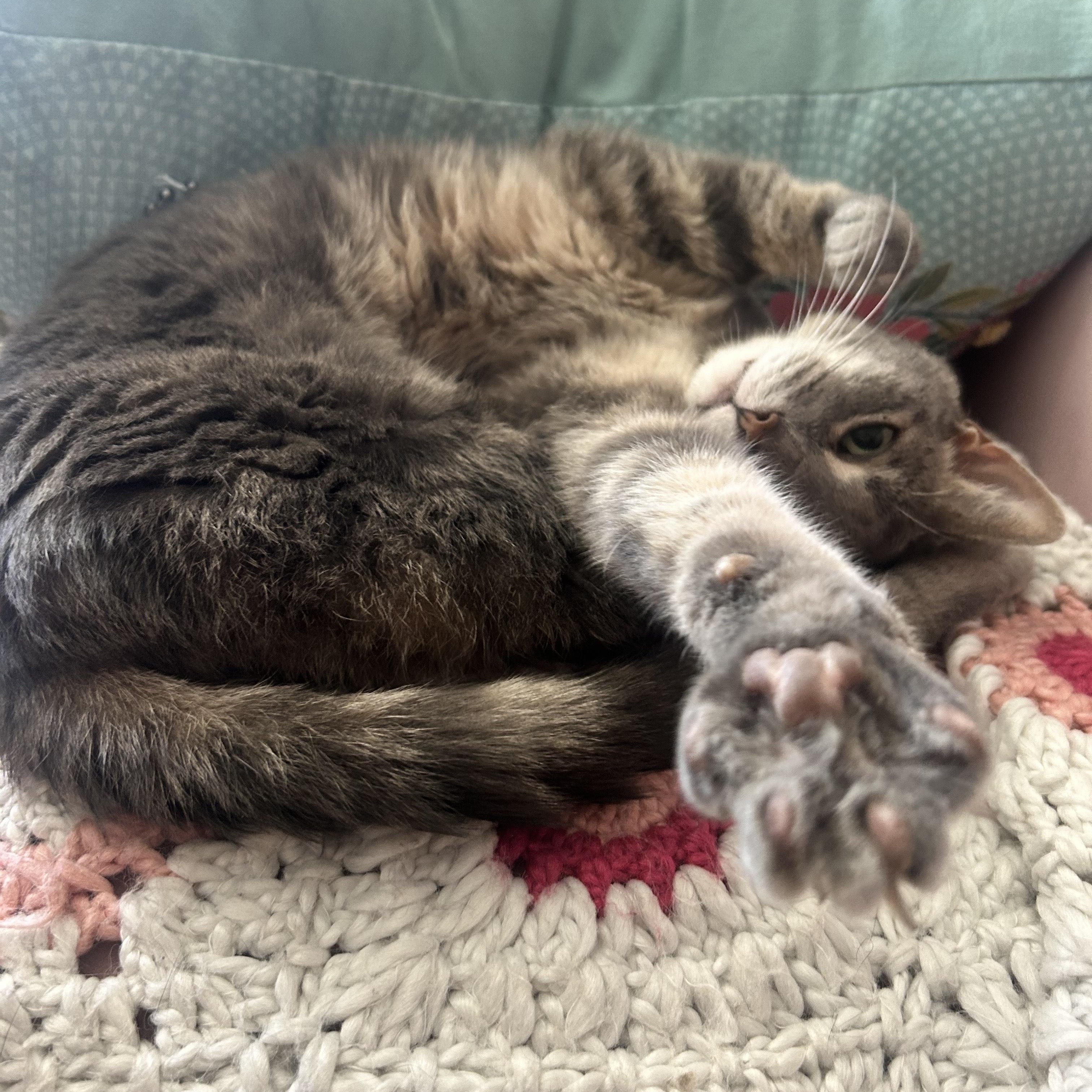 Enlarge Silver, a Adoptable Domestic Short Hair in Chicago, IL image 3/5