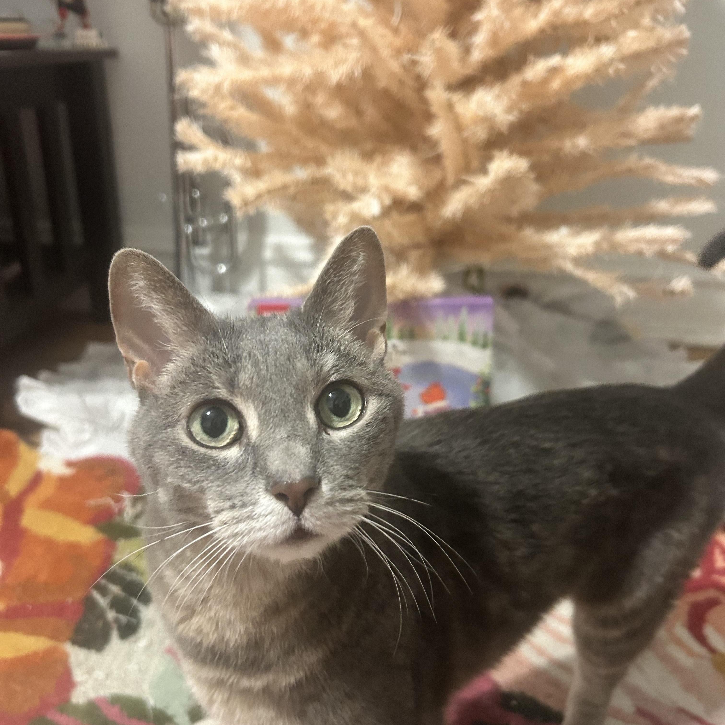 Enlarge Silver, a Adoptable Domestic Short Hair in Chicago, IL image 2/5